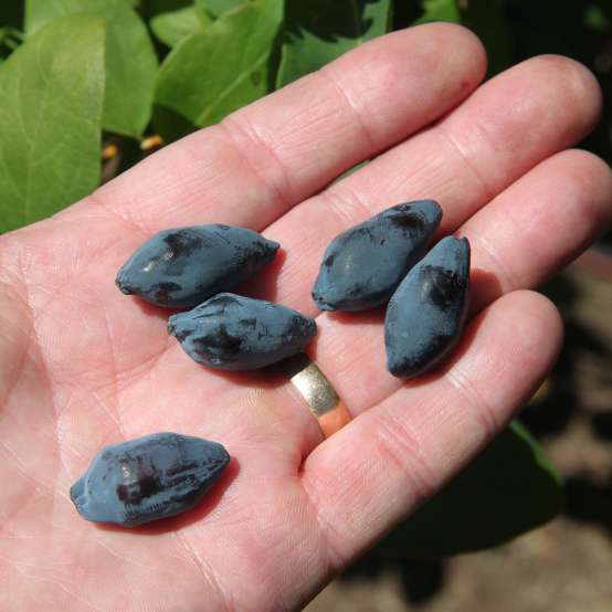 Close up of Yezberry Maxie Lonicera berries in a hand